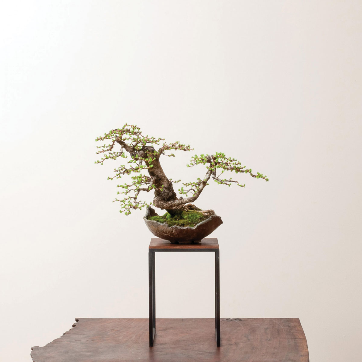 Ryan-Neil-Bonsai