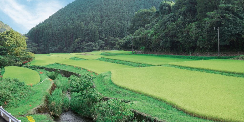 Kikori-rice-whiskey-1