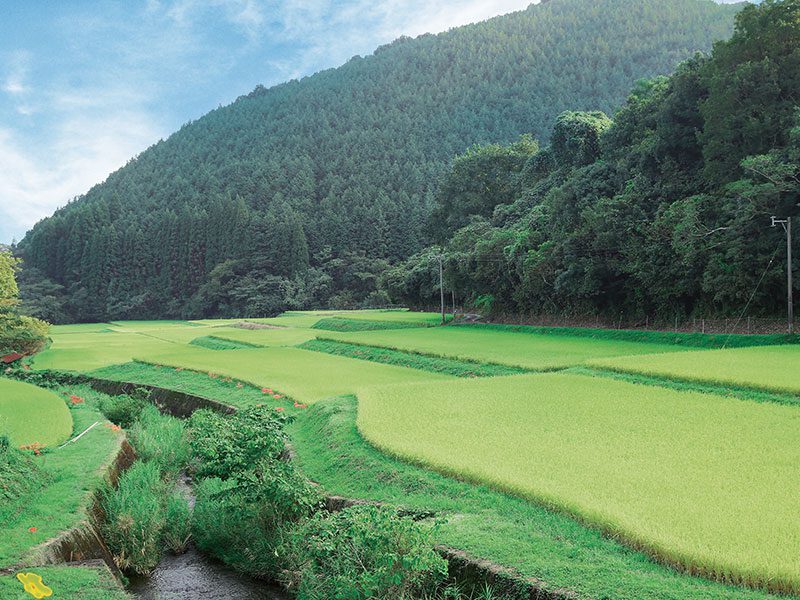 Kikori-rice-whiskey-7